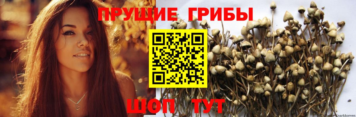 что такое наркотик  Галлюциногенные грибы GOLDEN TEACHER  Гулькевичи  Вход с VPN  Галлюциногенные грибы Psilocybe 